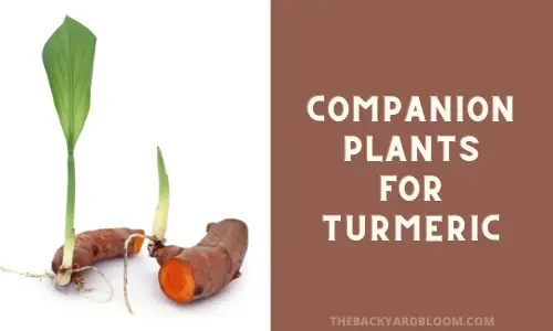 Companion Plants for Turmeric