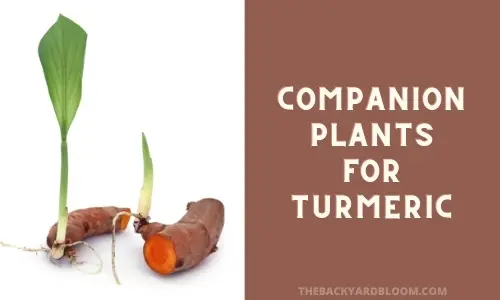 Image of Cilantro turmeric companion plants