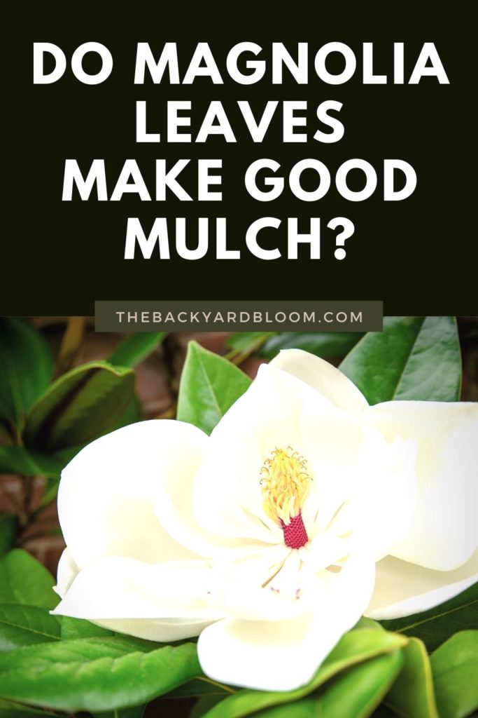Do Magnolia Leaves Make Good Mulch?