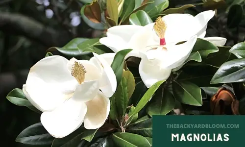 Magnolia Leaves and Flowers