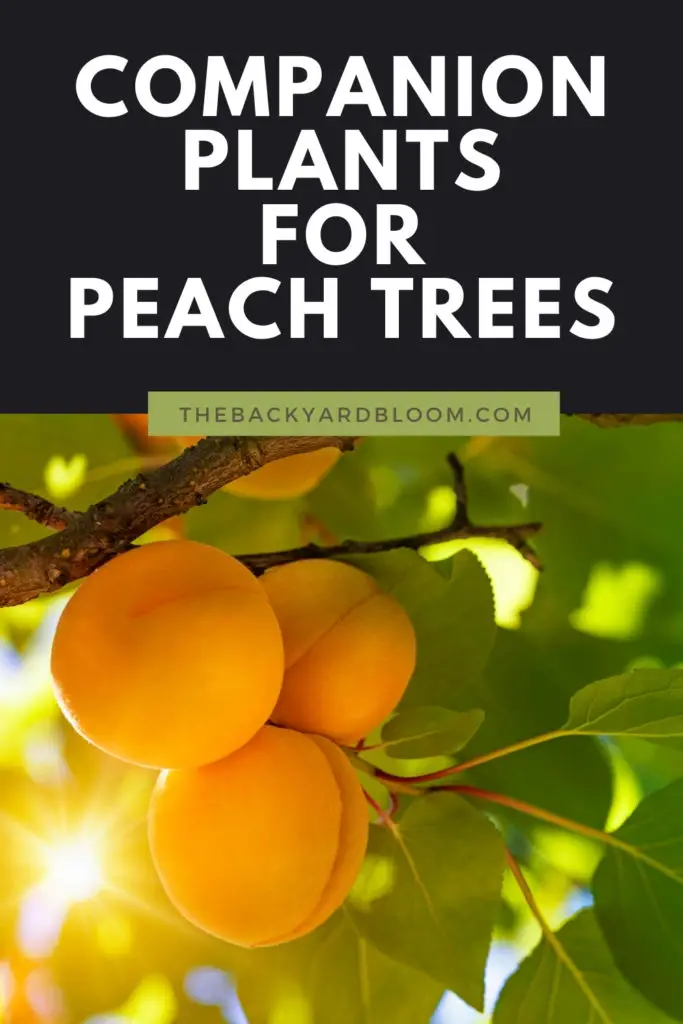 Peach Tree Companion Planting