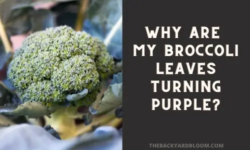Why Are My Broccoli Leaves Turning Purple?