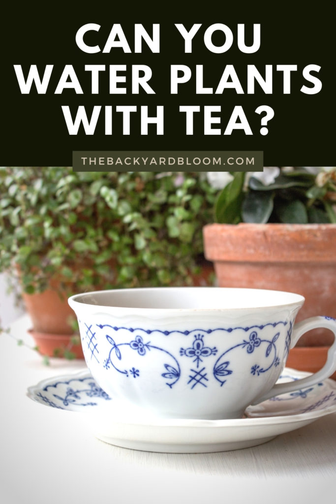 Can you water your plants with tea?