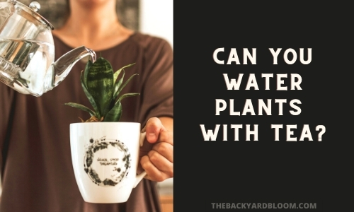 Can You Water Plants with Tea?