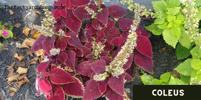 Coleus in the garden