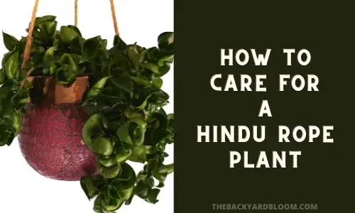 How to Care for a Hindu Rope Plant
