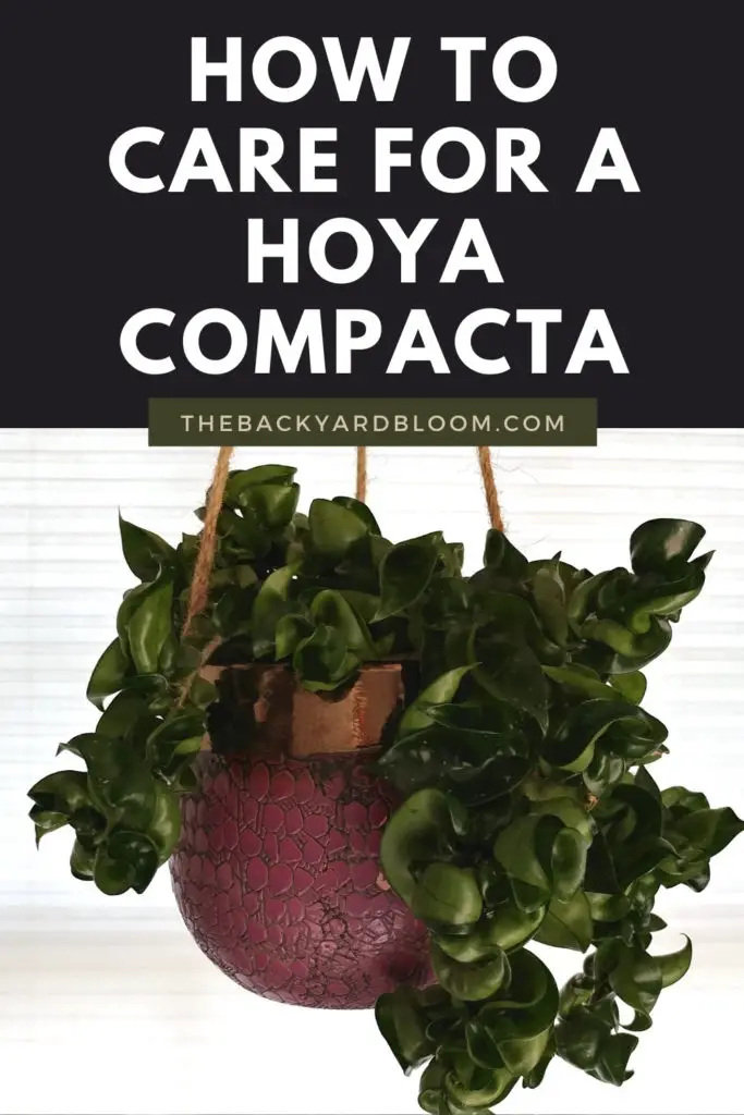 How to Care for a Hoya Compacta Plant