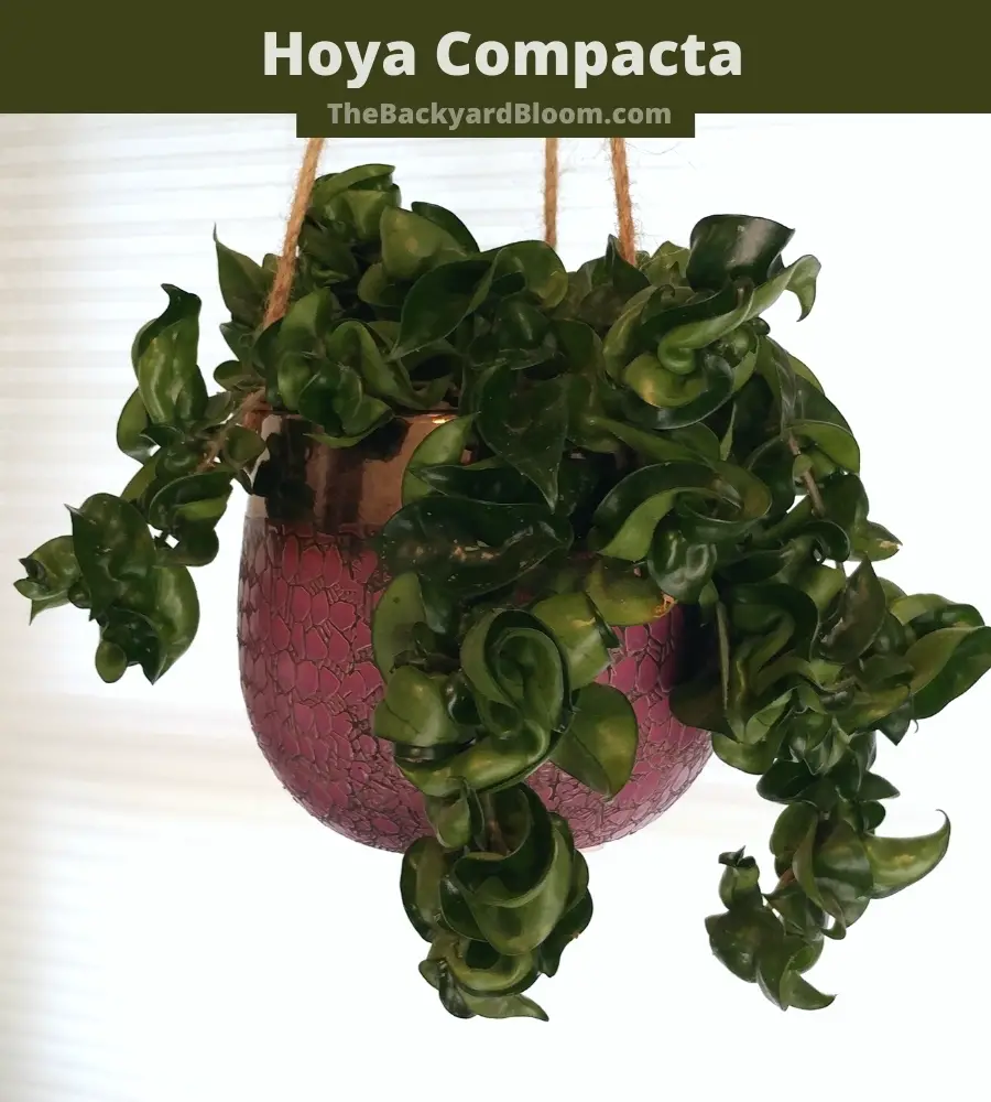 Hoya Compacta Plant ( aka Hindu Rope Plant or Krinkle Kurl ) in a Hanging Pot