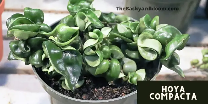 Hoya Compacta in a Pot