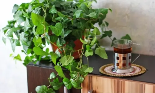 Watering houseplants with tea