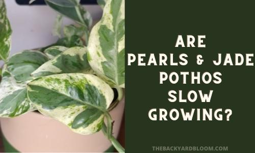 Are Pearls and Jade Pothos Slow Growing Plants?