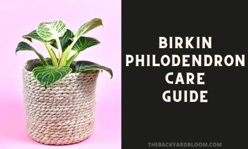 Birkin Philodendron Care Guide