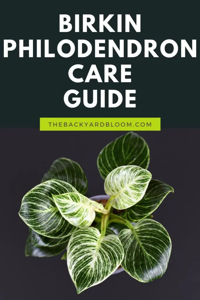 Birkin Philodendron Care Guide Pin