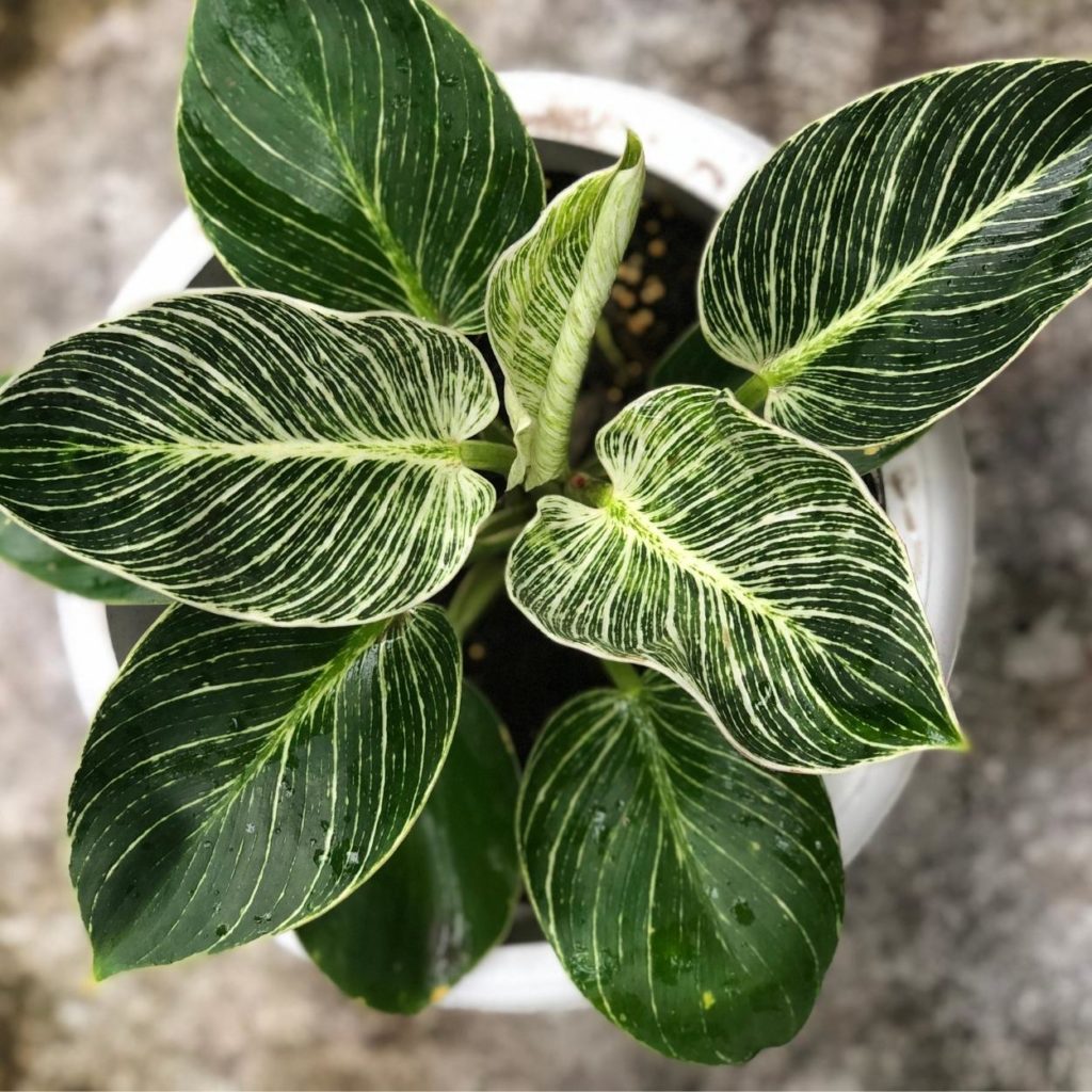 Birkin Philodendron Leaves from Above