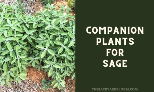 Companion Plants for Sage