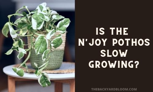Is The N'Joy Pothos Slow Growing?