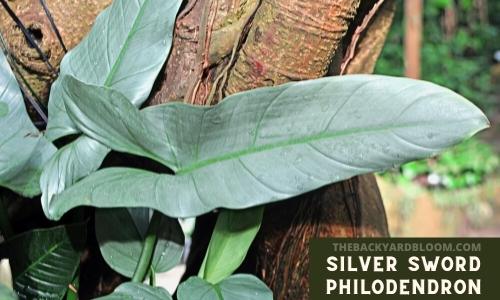 Large Silver Sword Philodendron
