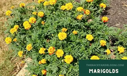 Marigolds growing in the garden.