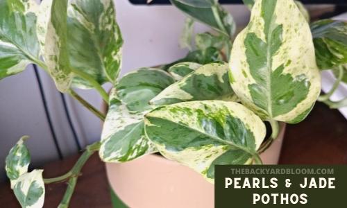 Pearls and Jade Pothos Plant