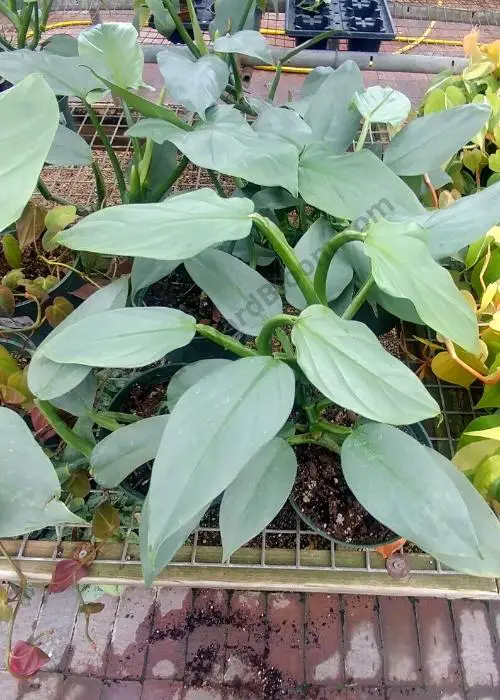Philodendron Silver Sword Plants