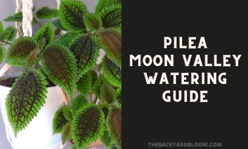 Pilea Moon Valley Watering Guide