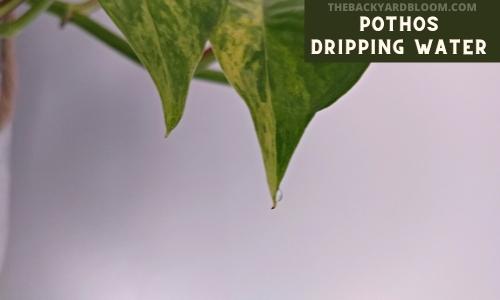 Pothos Dripping Water from Leaf
