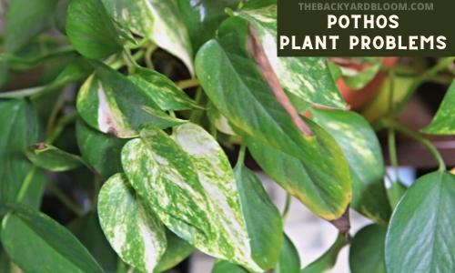 Pothos Plant Problems