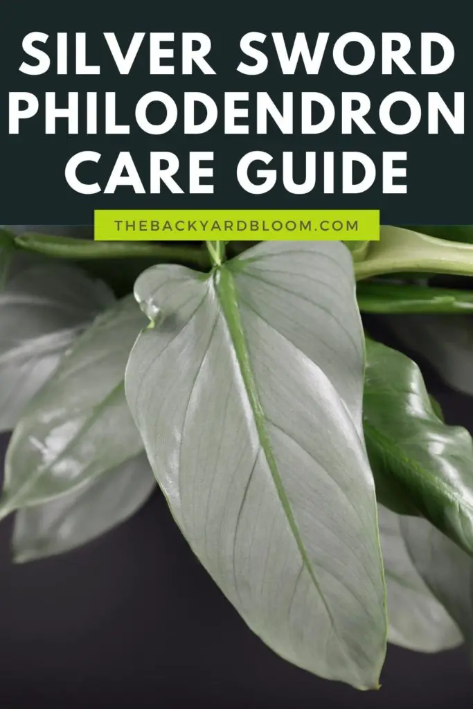 Silver Sword Philodendron Care Guide Pin