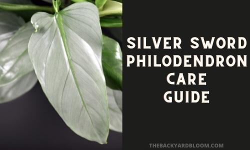 Silver Sword Philodendron Care Guide
