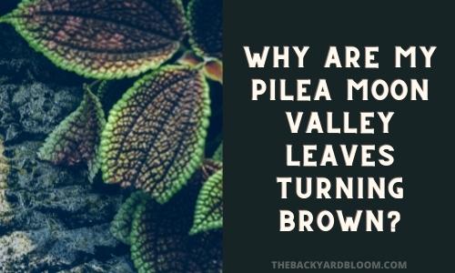 Why Are My Pilea Moon Valley Leaves Turning Brown?