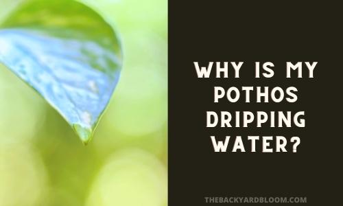 Why Is My Pothos Dripping Water? - The Backyard Bloom