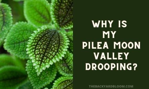 Why Is My Pilea Moon Valley Drooping?