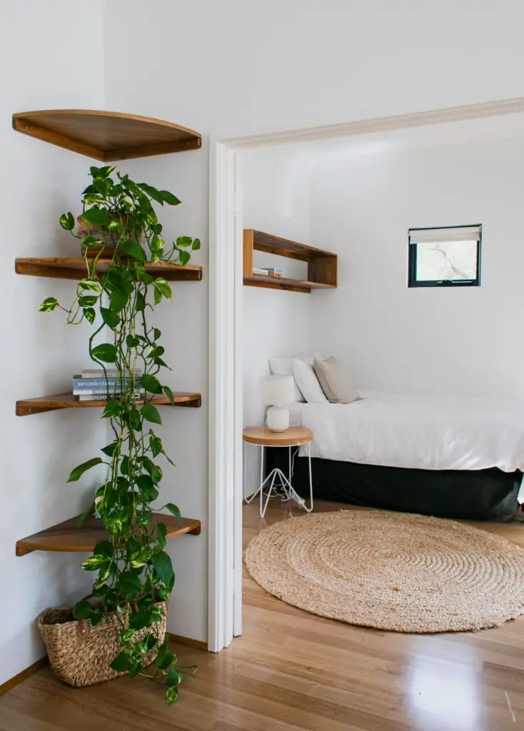 Pothos vines growing down bookcase.