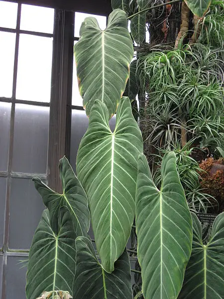 Large Philodendron melanochrysum leaves.