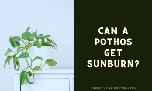 Can a Pothos Get Sunburn?