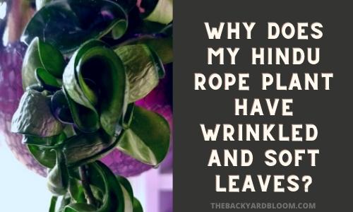 Why Does My Hindu Rope Plant Have Wrinkled and Soft Leaves?