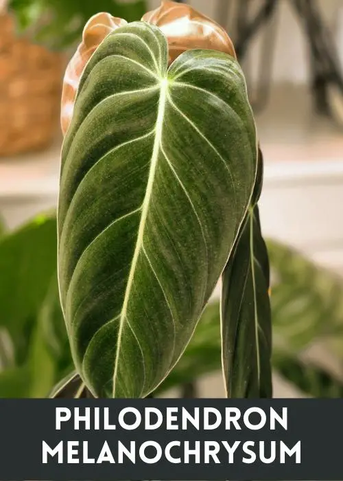 Philodendron Melanochrysum Leaf up close.