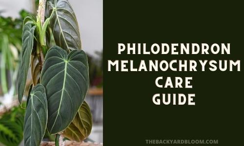 Philodendron Melanochrysum Care Guide