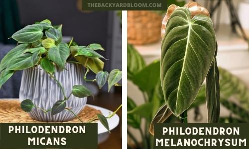 Philodendron Melanochrysum vs Micans