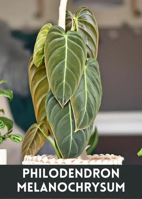 Philodendron Melanochrysum