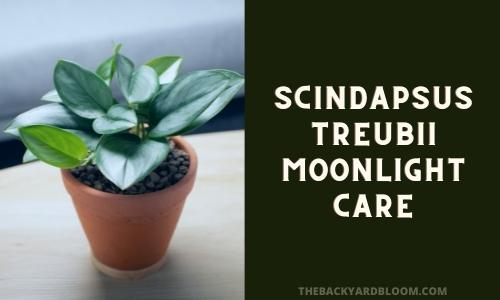 Scindapsus Treubii Moonlight Care Guide
