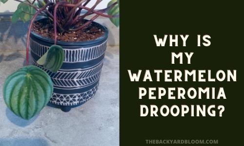 Why is my Watermelon Peperomia Drooping?