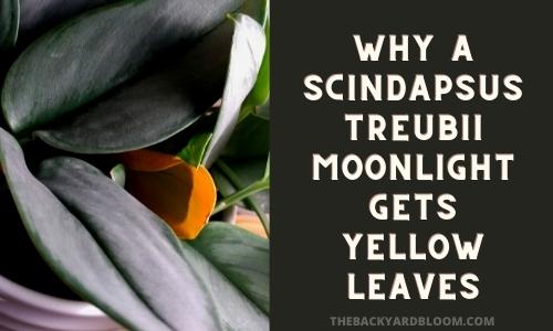 Why a Scindapsus Treubii Moonlight gets Yellow Leaves