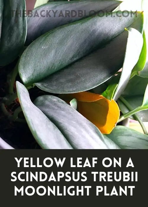 Yellow leaf on a Scindapsus Treubii Moonlight Plant