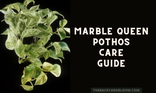 Marble Queen Pothos Care Guide