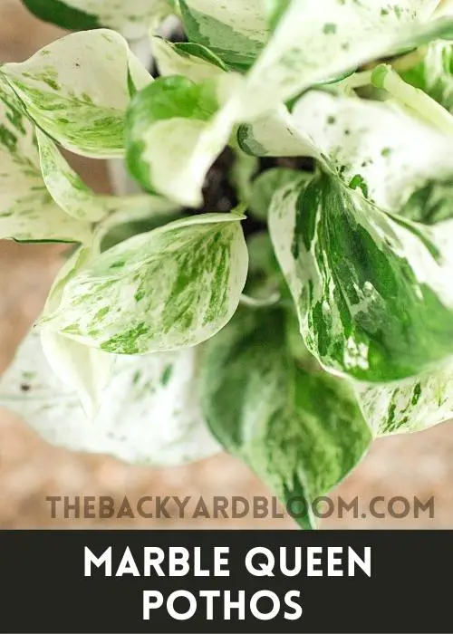 Marble Queen Pothos Leaves up close