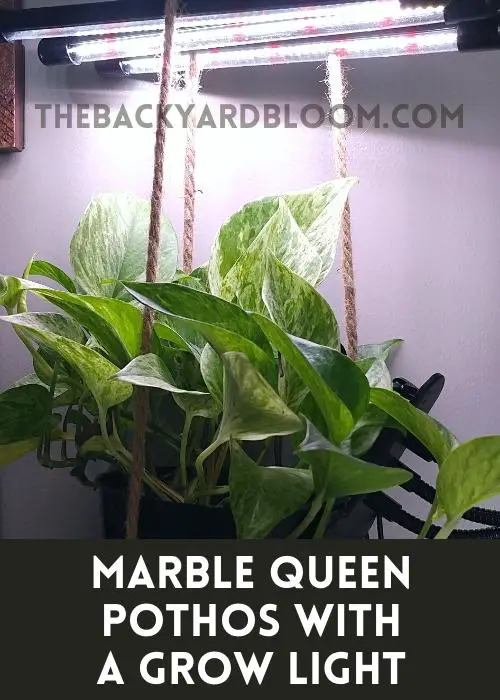 Marble Queen Pothos with a Grow Light Attached to the Hanging Pot.