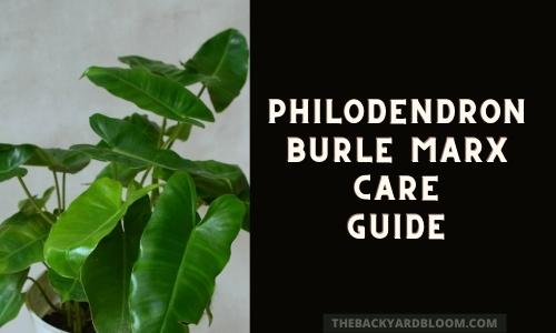 Philodendron Burle Marx Care Guide