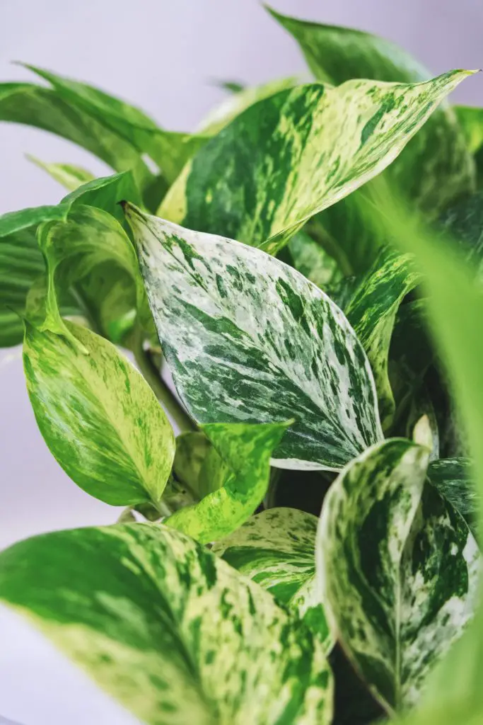 Marble Queen Pothos Leaves