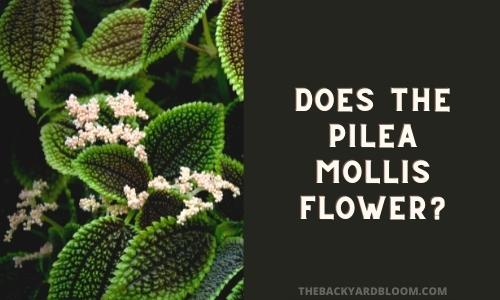Does the Pilea Mollis Flower?